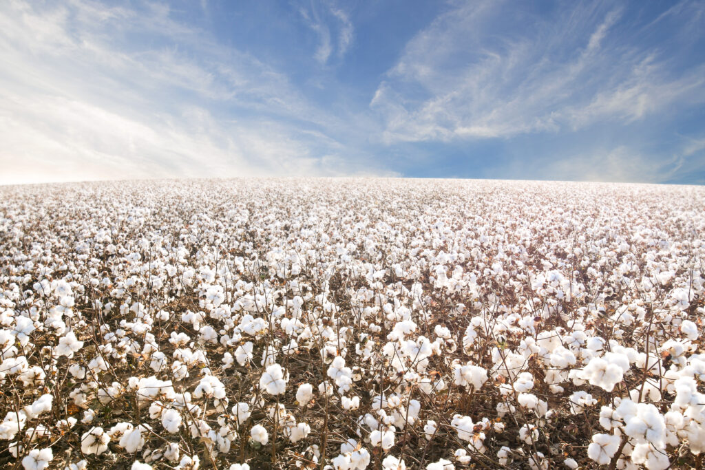 Cotton Field of the South